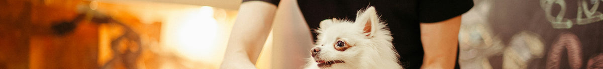 Brushing a dog's coat during grooming