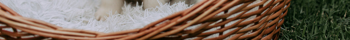 Two fluffy puppies playing in a wicker basket