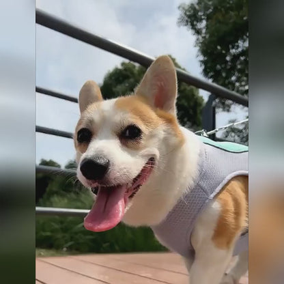 CoolVest™ Dog Cooling Vest — Breathable Summer Jacket